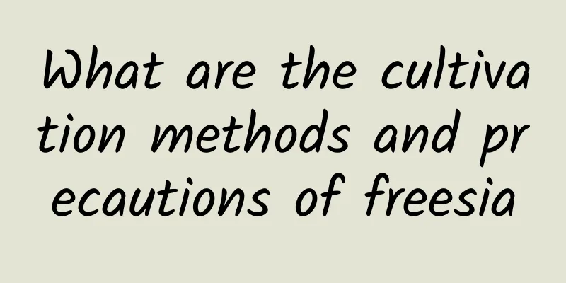 What are the cultivation methods and precautions of freesia