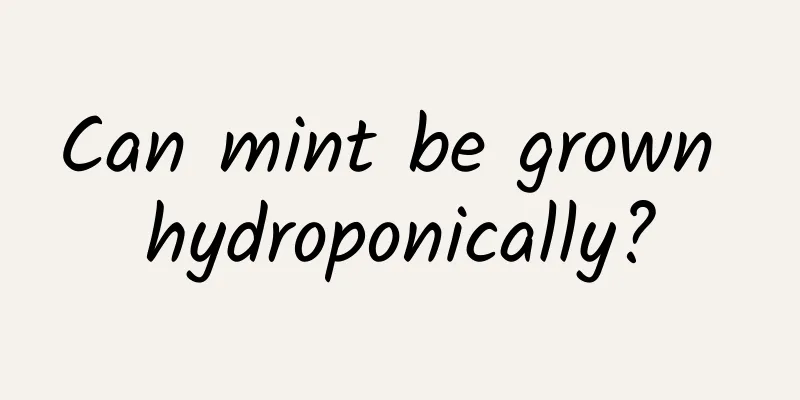 Can mint be grown hydroponically?