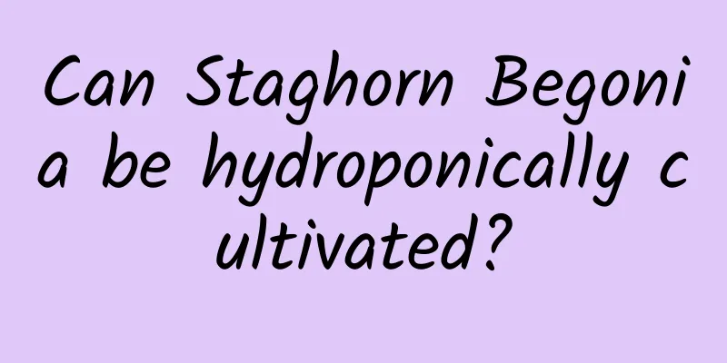 Can Staghorn Begonia be hydroponically cultivated?