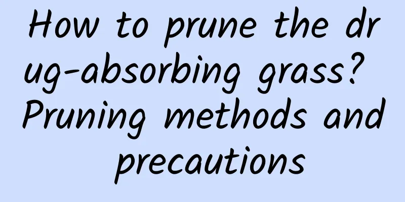 How to prune the drug-absorbing grass? Pruning methods and precautions
