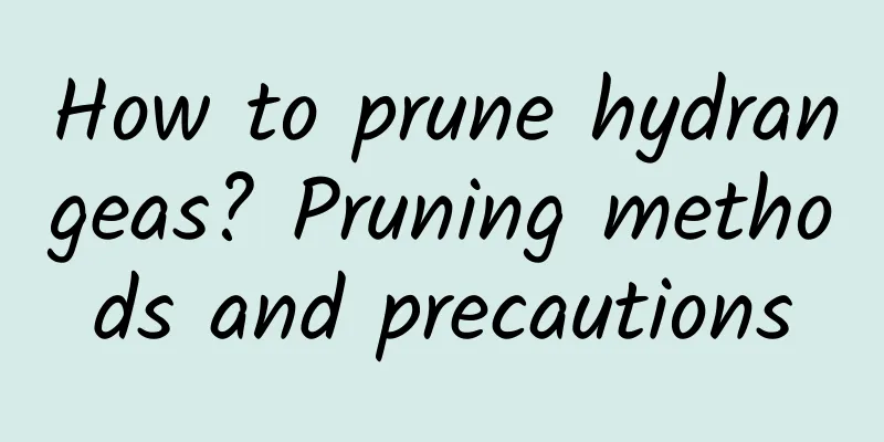 How to prune hydrangeas? Pruning methods and precautions