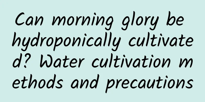 Can morning glory be hydroponically cultivated? Water cultivation methods and precautions