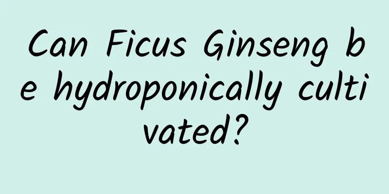 Can Ficus Ginseng be hydroponically cultivated?
