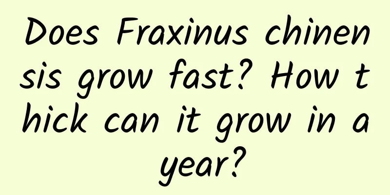 Does Fraxinus chinensis grow fast? How thick can it grow in a year?