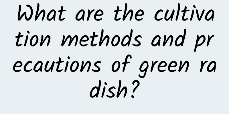 What are the cultivation methods and precautions of green radish?