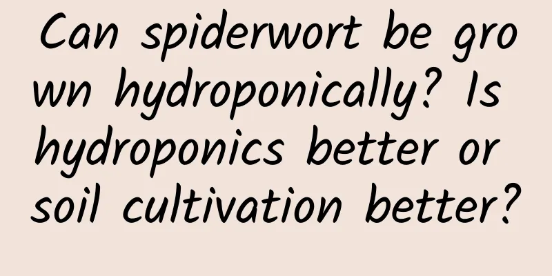 Can spiderwort be grown hydroponically? Is hydroponics better or soil cultivation better?