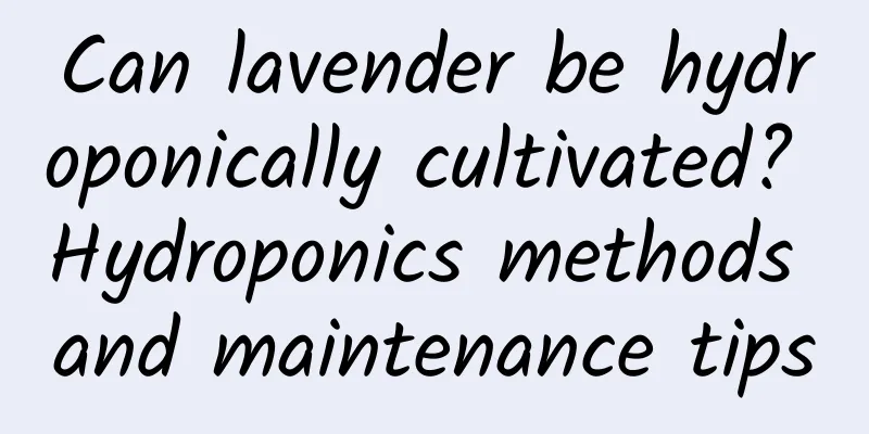 Can lavender be hydroponically cultivated? Hydroponics methods and maintenance tips