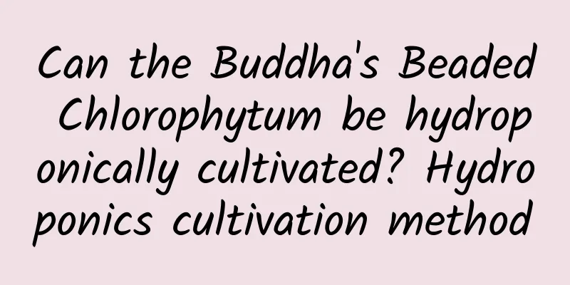 Can the Buddha's Beaded Chlorophytum be hydroponically cultivated? Hydroponics cultivation method