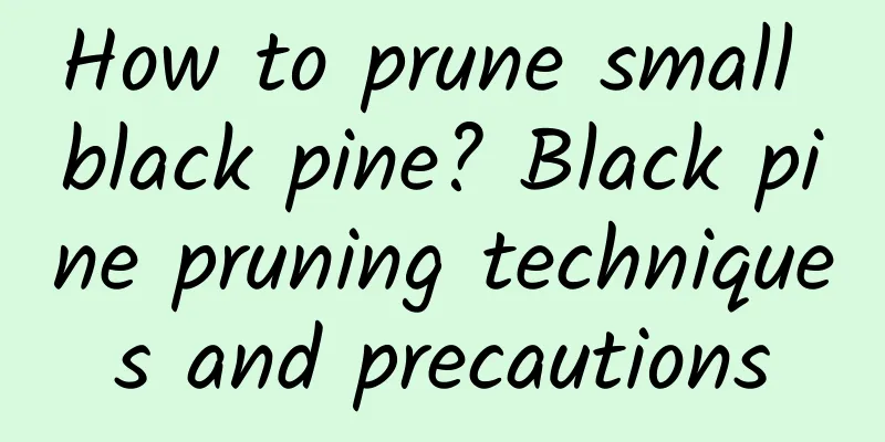 How to prune small black pine? Black pine pruning techniques and precautions
