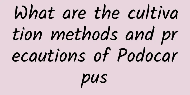 What are the cultivation methods and precautions of Podocarpus
