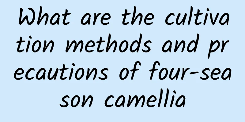 What are the cultivation methods and precautions of four-season camellia