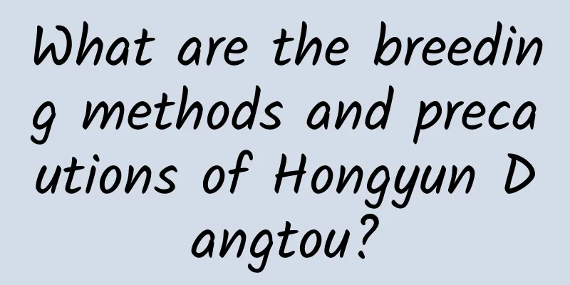 What are the breeding methods and precautions of Hongyun Dangtou?