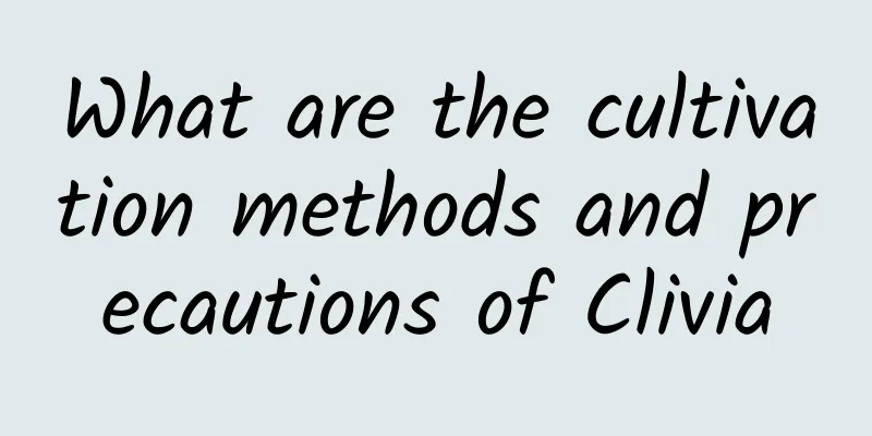 What are the cultivation methods and precautions of Clivia