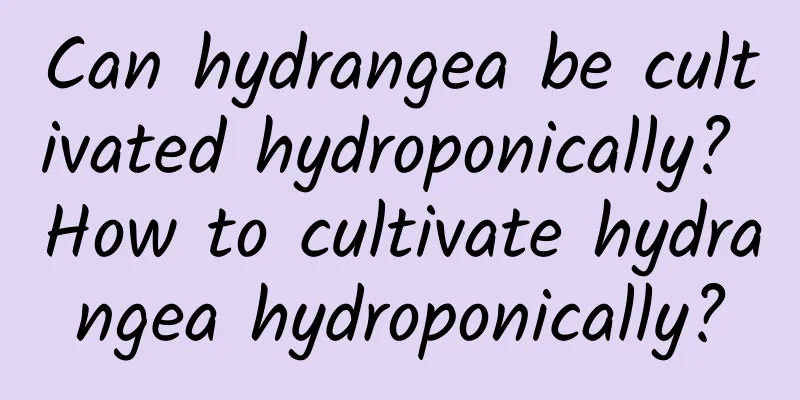 Can hydrangea be cultivated hydroponically? How to cultivate hydrangea hydroponically?