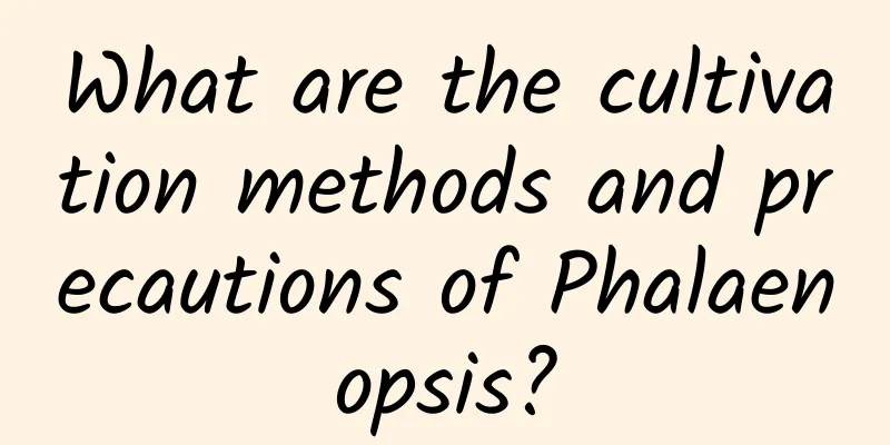 What are the cultivation methods and precautions of Phalaenopsis?