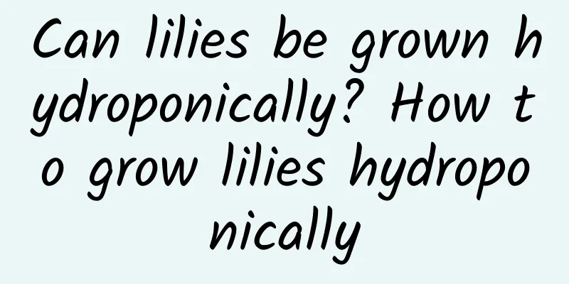 Can lilies be grown hydroponically? How to grow lilies hydroponically