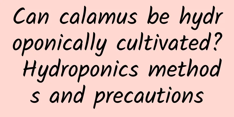 Can calamus be hydroponically cultivated? Hydroponics methods and precautions