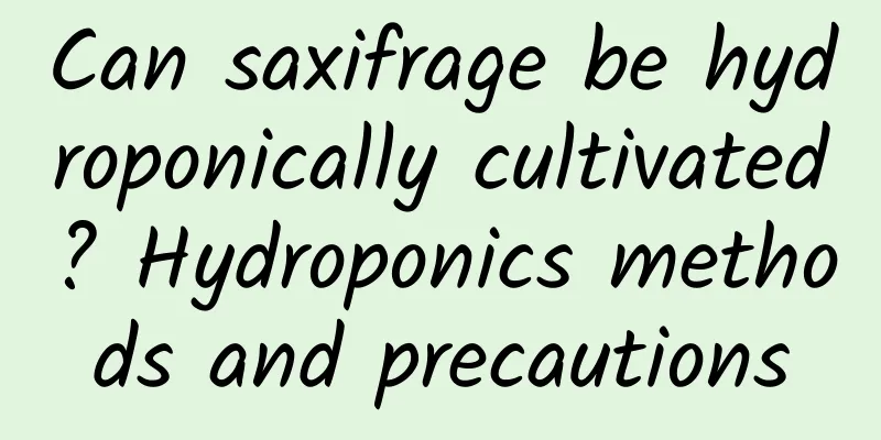 Can saxifrage be hydroponically cultivated? Hydroponics methods and precautions