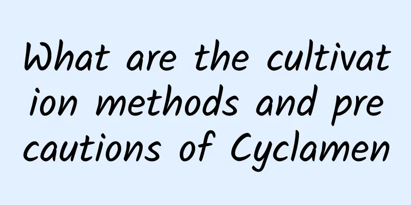 What are the cultivation methods and precautions of Cyclamen