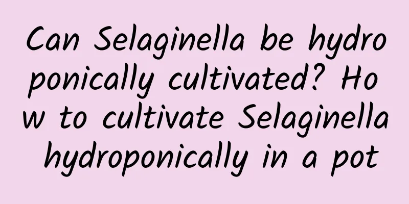 Can Selaginella be hydroponically cultivated? How to cultivate Selaginella hydroponically in a pot