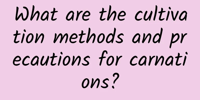 What are the cultivation methods and precautions for carnations?