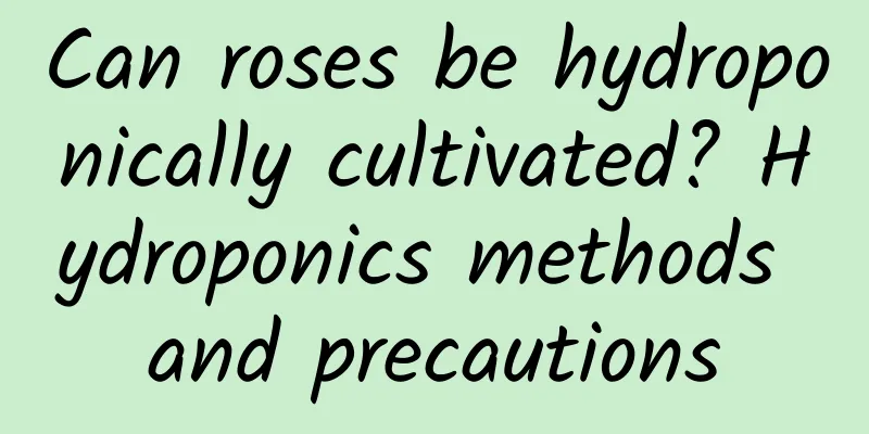 Can roses be hydroponically cultivated? Hydroponics methods and precautions