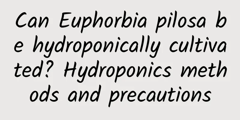 Can Euphorbia pilosa be hydroponically cultivated? Hydroponics methods and precautions