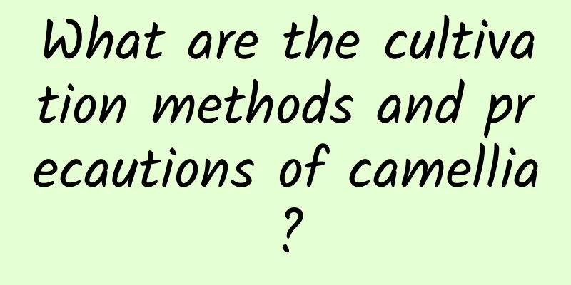 What are the cultivation methods and precautions of camellia?