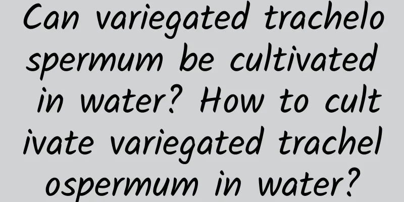 Can variegated trachelospermum be cultivated in water? How to cultivate variegated trachelospermum in water?