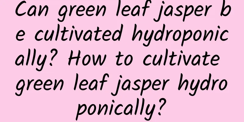 Can green leaf jasper be cultivated hydroponically? How to cultivate green leaf jasper hydroponically?