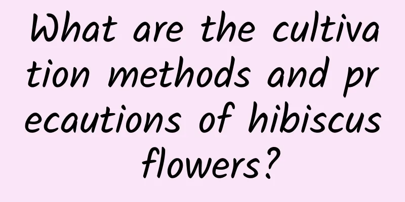What are the cultivation methods and precautions of hibiscus flowers?