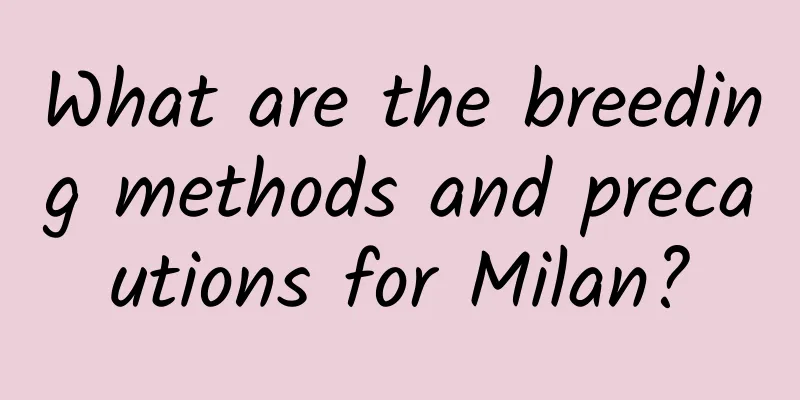 What are the breeding methods and precautions for Milan?