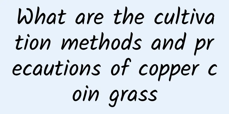 What are the cultivation methods and precautions of copper coin grass