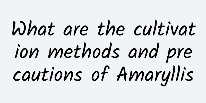What are the cultivation methods and precautions of Amaryllis