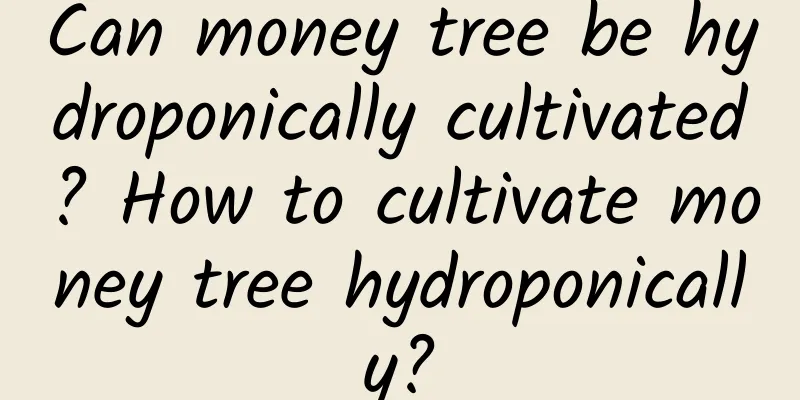 Can money tree be hydroponically cultivated? How to cultivate money tree hydroponically?