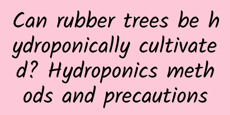 Can rubber trees be hydroponically cultivated? Hydroponics methods and precautions