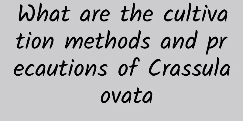 What are the cultivation methods and precautions of Crassula ovata