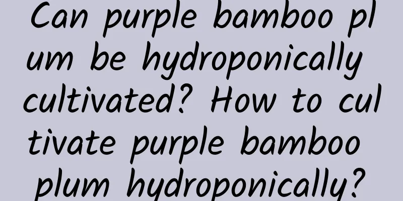Can purple bamboo plum be hydroponically cultivated? How to cultivate purple bamboo plum hydroponically?