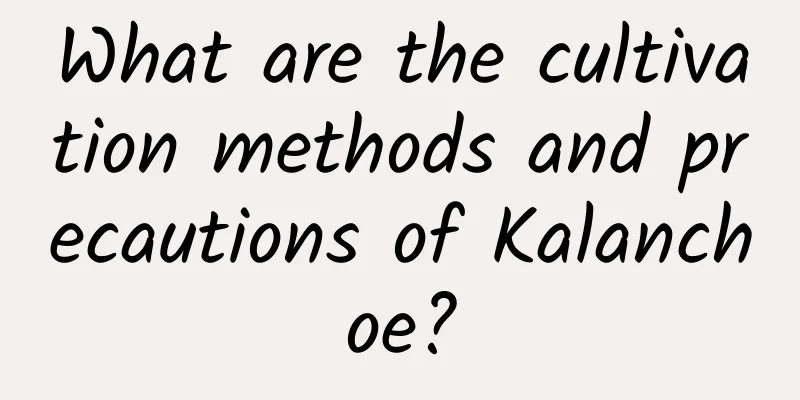 What are the cultivation methods and precautions of Kalanchoe?