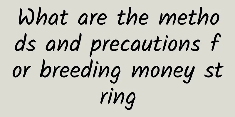 What are the methods and precautions for breeding money string