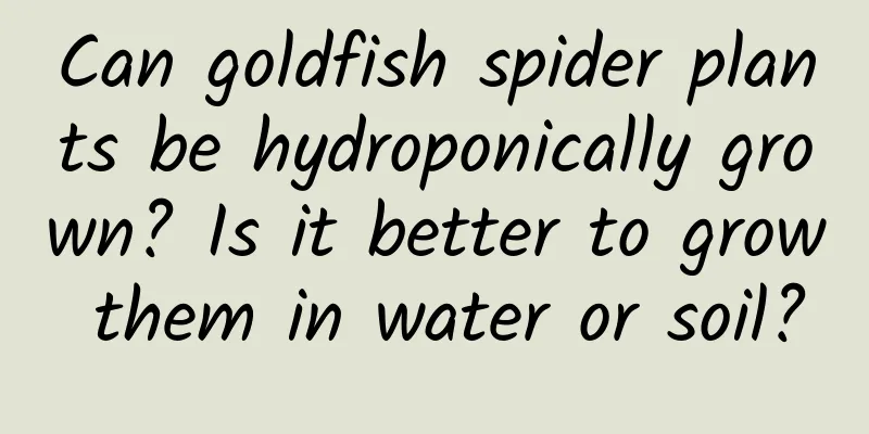Can goldfish spider plants be hydroponically grown? Is it better to grow them in water or soil?