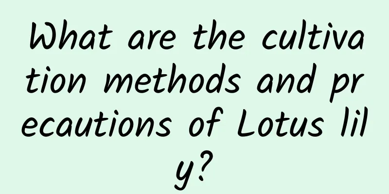 What are the cultivation methods and precautions of Lotus lily?