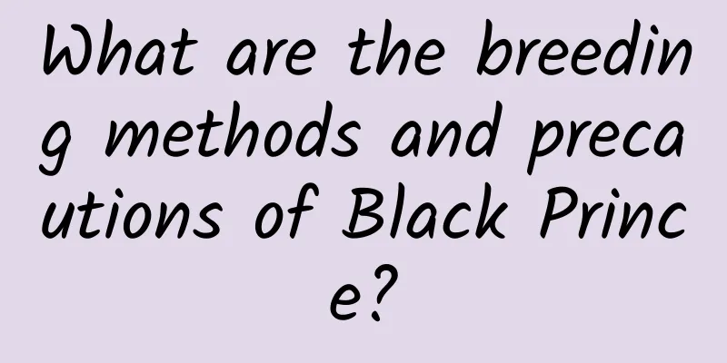 What are the breeding methods and precautions of Black Prince?