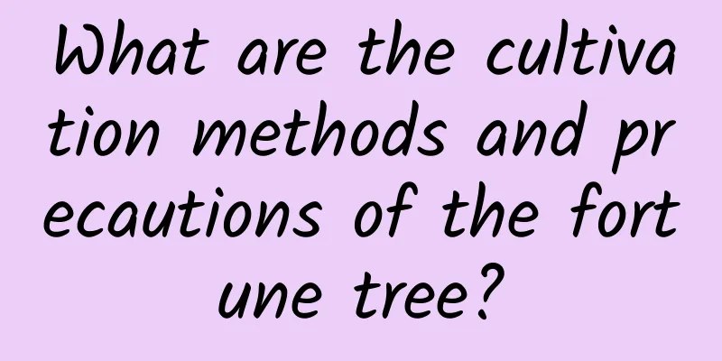 What are the cultivation methods and precautions of the fortune tree?