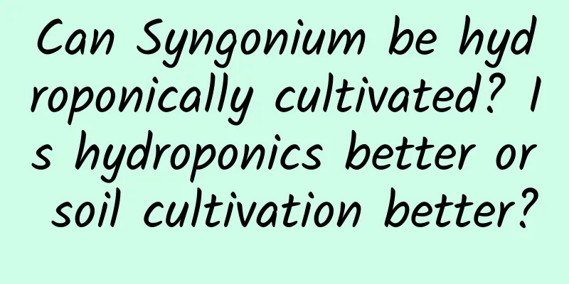Can Syngonium be hydroponically cultivated? Is hydroponics better or soil cultivation better?