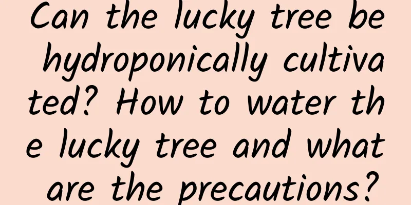 Can the lucky tree be hydroponically cultivated? How to water the lucky tree and what are the precautions?