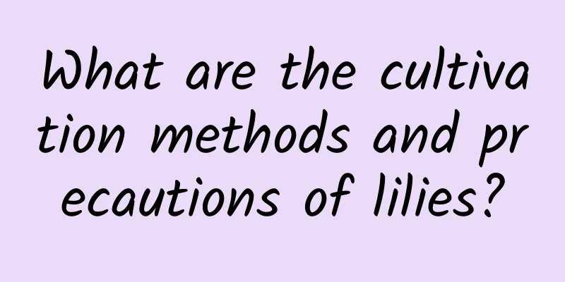 What are the cultivation methods and precautions of lilies?