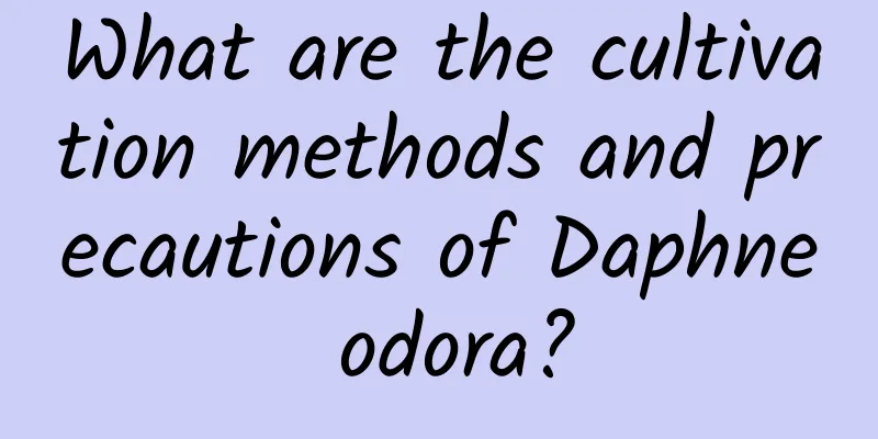 What are the cultivation methods and precautions of Daphne odora?