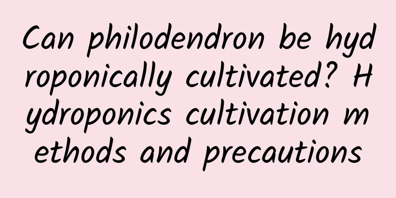 Can philodendron be hydroponically cultivated? Hydroponics cultivation methods and precautions