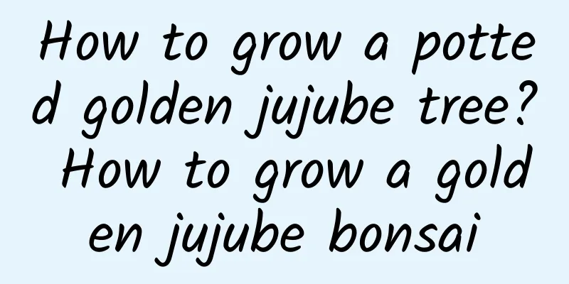 How to grow a potted golden jujube tree? How to grow a golden jujube bonsai